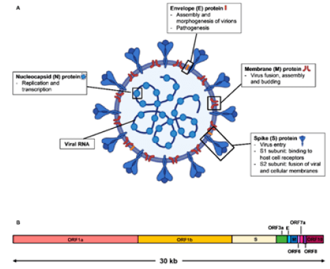 Figura 2. Diagrama esquemático de la estructura y orga-nización genómica del virus SARS-CoV-2. (A) Las pro-teínas de la superficie viral, espiga (S), envoltura (E), y mem-brana (M) están insertadas en una bicapa lipídica. El ARN viral de cadena simple en sentido positivo está asociada con la proteína N de la nucleocápside. Diagrama creado por Bio-Render. (B) Organización genómica de SARS-CoV-2, la cual fue adaptada del GenBank, número de acceso: MN908947, está caracterizada por el alineamiento de secuencias contra dos miembros del género betacoronavirus. La secuencia com-pleta del genoma tiene una longitud de 30 kilobases (kb). To-mado de: Lee CY- P, Lin RTP, Renia L and Ng LFP. Serological Approaches for COVID-19: Epidemiologic Perspective on Surveillance and Control. Front. Immunol. 2020; 11:879. doi: 10.3389/fimmu.2020.00879