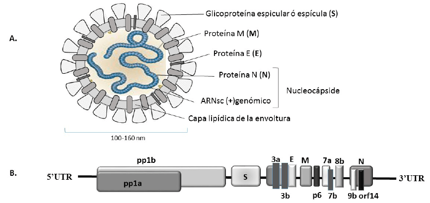 Figura 1. Estructura viral y organización genómica del SARS-CoV-2 A) Estructura del virión. B) Organización del genoma del SARS-CoV-2. Se muestra los 14 MALs. MALs: Marco abierto de lectura. UTR: Región no traducida, siglas en inglés