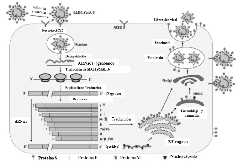 Figura 2: Ciclo de vida del SARS-CoV-2. ACE2: Enzima convertidora de angiotensina 2. RE: Retículo endomplásmico. ERGIC(siglas en inglés): Complejo intermediario retículo endoplásmico-Golgi