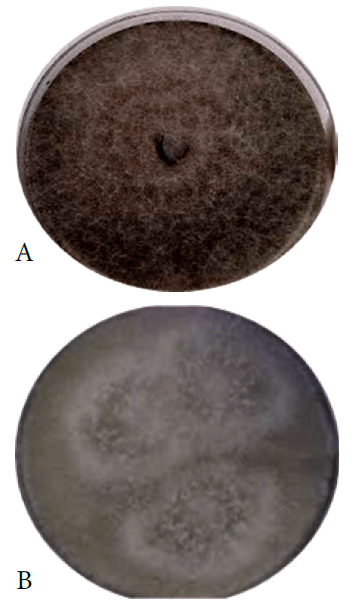 Figura 2. Crecimiento en agar Sabouraud + Gentamicina de las colonias de Nigrospora sp., a los 7 días de incubación. A: colonia de color blanco con variantes a café oscuro de aspecto afelpado en el anverso de la placa. B: color gris oscuro de la colonia en el reverso de la placa.