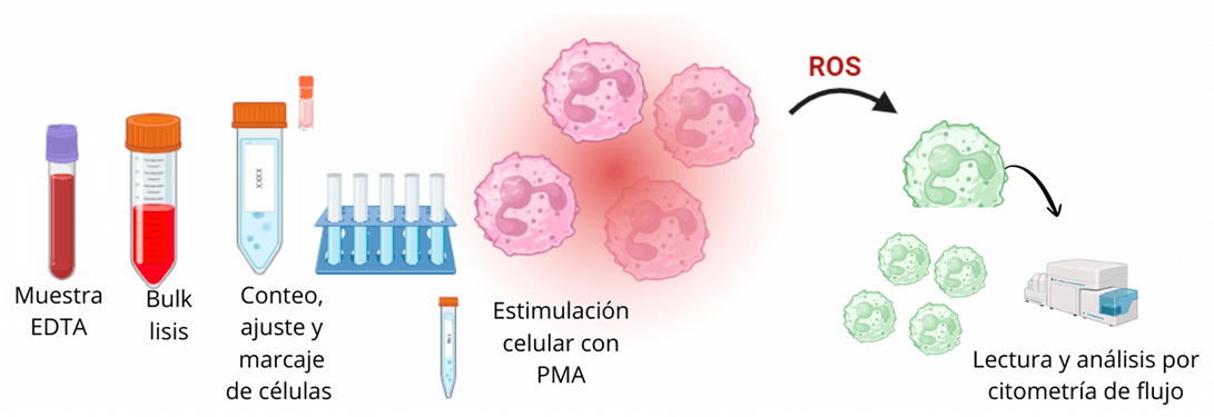 Figura 1. Resumen gráfico del ensayo de capacidad oxidativa por citometría de flujo. Tinción con 2, 7-diclorofluorescina diacetato (DCFH-DA), estimulación con acetato de forbol miristato (PMA). EDTA: ácido etilendiaminotetraacético; ROS: especies reactivas de oxígeno. (Fuente: Elaboración propia).