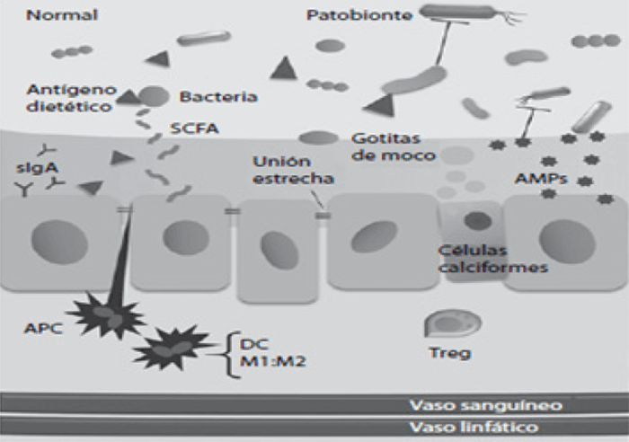 Figura 1. El tracto gastrointestinal bajo condiciones homeostáticas Fuente: Chan YK, Estaki M, Gibson DL. Clinical conse-quences of diet-induced dysbiosis. Ann Nutr Metab. 2013; 63(SUPPL.2):28–40 (9).