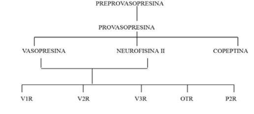 Figura 1. Diagrama de flujo que demuestra la síntesis, liberación y mecanismo de acción de la arginina-vasopresina. Receptores (V1R, V2R, V3R), Oxitocina (OTR), Purinérgico (P2R) (3).