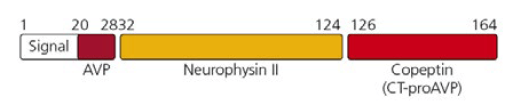 Figura 2. Preprohormona arginina vasopresina; arginina vasopresina (AVP), neurofisina II, copeptina carboxilo terminal (CT-proAVP) (6, 8).