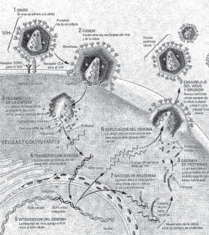 Figura 1. Ciclo de vida del virus de inmunodeficiencia humana, en el que se observan los principales pasos del mismo.