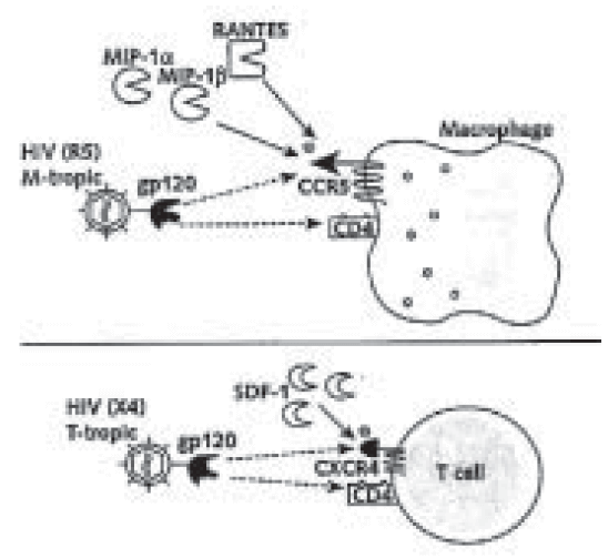 Figura 2. Interacción del VIH y sus co-receptores. La interacción de la proteína de la envoltura del virus, gp120, y CD4 induce un cambio conformacional que permite la interacción entre el virus y el receptor de quemocina, y la fusión del virus y la membrana de la célula huésped.