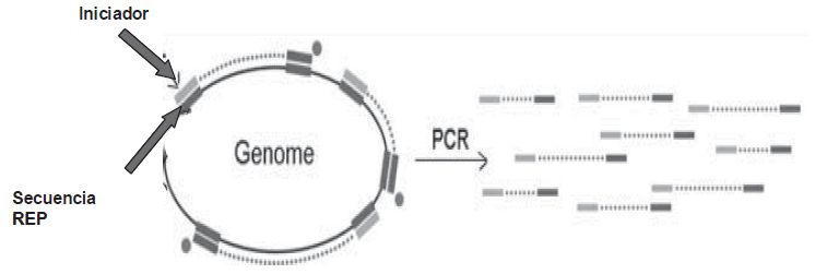 Figura 1. Iniciador REP- PCR hibrida específicamente con secuencias REP distribuidas aleatoriamente en el cromosoma bacteriano. Múltiples fragmentos de diferen-tes longitudes son amplificados. Los fragmentos amplifi-cados son separados por tamaño y carga, obteniéndose un único perfil REP-PCR, el cual contiene múltiples bandas de varios tamaños e intensidad.