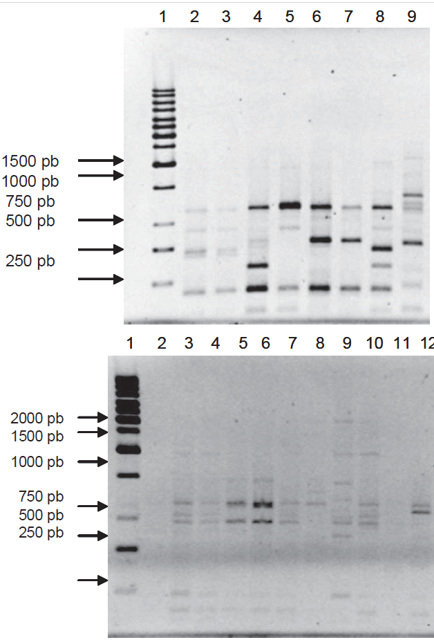 Figura 2-A. Patrones de bandas obtenidas con ERIC-PCR, de los aislados provenientes de la Policlínica Metropolita-na de Caracas. Carril 1: marcador de peso molecular 1kb; carril 2: E. coli 51; carril 3: E. coli 52; carril 4: E. coli 54 ; carril 5: E. coli 55 ; carril 6: E. coli 57; carril 7: E. coli 58; carril 8: E. coli: 59; carril 9:E. coli 60; carril 10: E. coli 61.  Figura 2-B. Patrones de bandas obtenidas a través de REP-PCR, de los aislados nosocomiales de la Policlínica Me-tropolitana de Caracas. Carril 1: Marcador de peso molecular 1 kb; carril 2: control negativo; carril 3: E. coli 51, carril 4: E. coli 52; carril 5: E. coli 57; carril 6: E. coli 58; carril 7: E. coli 59; carril 8: E. coli 60; carril 9: E. coli 61; carril 10: E. coli 62; carril 11: E. coli 55; carril 12: E. coli 64.