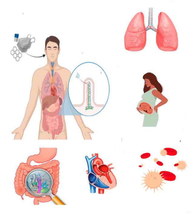 Figura 2. Ingreso y absrsoción de los microplástico y sus efectos en diversis sistemas del cuerpo humano. Fuente: Elaboración propia