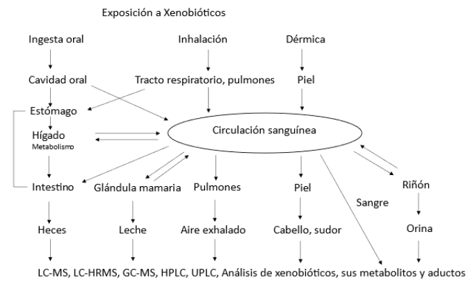 Figura 2. Exposición a contaminantes y biomonitoreo. Adaptado de Sabbioni, 2022