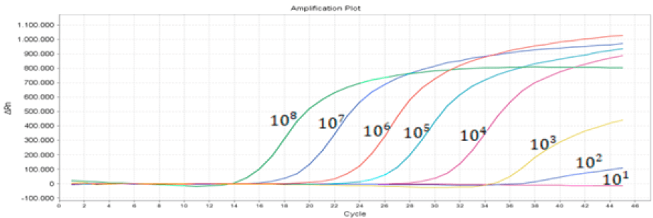 Figura 1. Curvas de amplificación de las diluciones seriadas correspondientes a la curva estándar de calibración.