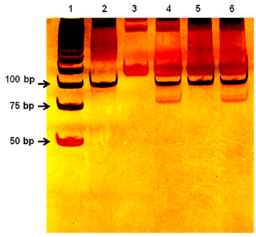 Figura N°1. Visualización de los productos obtenidos de la digestión del producto amplificado del gen PPARG2 con la enzima HhaI, mediante electroforesis en gel de poliacrilamida (10%) en buffer TBE 1X. El carril 1 corresponde al marcador de tamaño molecular (MP) de 25 pb (PROMEGA). El carril 2 corresponde a un producto sin digerir (102 pb). El carril 3 corresponde al control negativo. El carril 4 y 6 corresponde a un individuo con el genotipo Pro/Ala. El carril 5 corresponde a un individuo con el genotipo Pro/Pro.