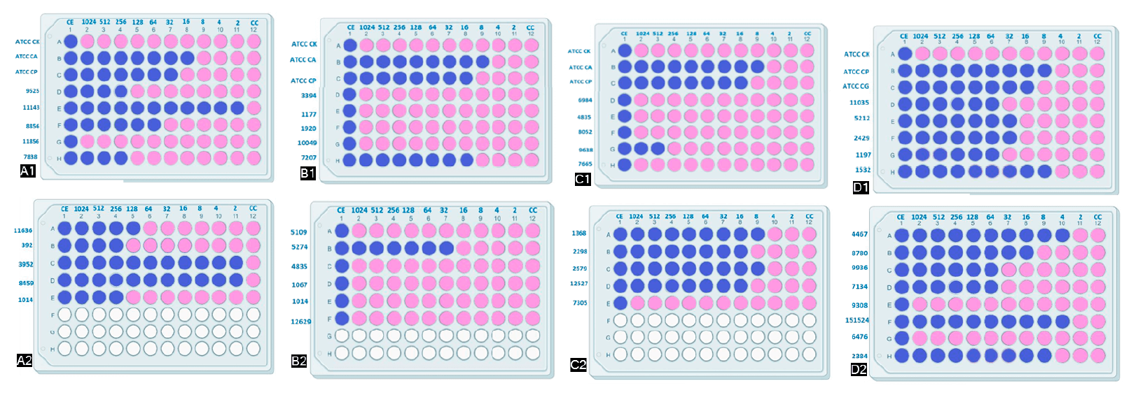 Figura 2. A1, A2, B1, B2, C1, C2, D1, D3: Prueba de coloración con resazurina en placas de poliestireno de 96 pocillos para determinar la concentración mínima inhibitoria a fluconazol en biopelículas del Complejo C. albicans, Complejo C. parapsilosis, C. tropicalis y N. glabrata. El crecimiento en el medio se indica mediante un cambio de color de azul a rosa.