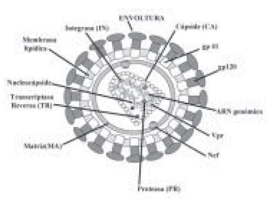 Figura 1. Estructura del Virus de Inmunodeficiencia Humano.