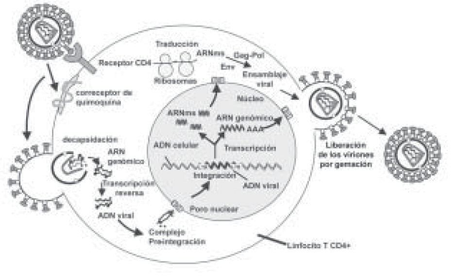 Figura 3. Ciclo infeccioso del VIH.