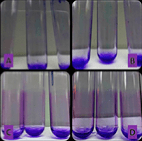 Figura 2. Método en tubos de poliestireno con cristal violeta. A: aislado sin intensidad. B: aislado con intensidad débil. C: aislado con intensidad moderada. D: aislado con intensidad fuerte.