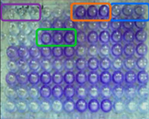 Figura 3. Método en microplaca de poliestireno con cristal violeta. Control negativo: contorno morado. Aislado formador débil: contorno azul. Aislado formador moderado: contorno verde. Aislado formador fuerte: contorno naranja.