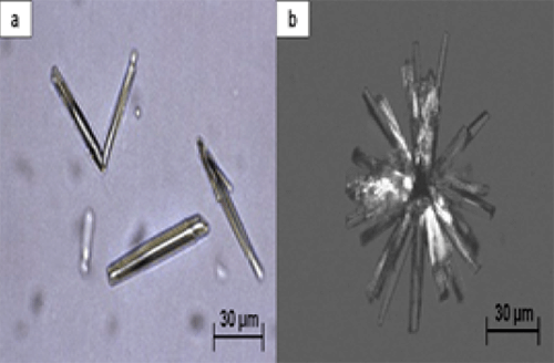 Figura 9. Cristales de Fosfato de calcio (Brushita). (a) Cristales de brushita en forma de varilla (400X, microscopi óptica de luz). (b) Agregado de cristales de brushita (400X, microscopia polarizada). Fuente: Michel Daudon, Vincent Frochot, Dominique Bazin, Paul Jungers. Crystalluria analysis improves significantly etiologic diagnosis and therapeutic monitoring of nephrolithiasis. Comptes Rendus Chimie. 2016; 19 (11–12): 1514-1526.
